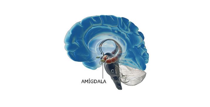 Adrenalin in vroča amigdala